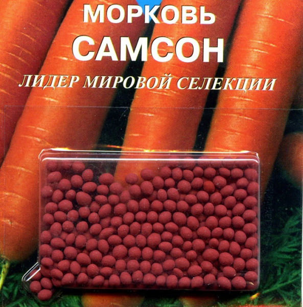 Коли і як садити моркву в 2024 році - терміни та технологія посадки