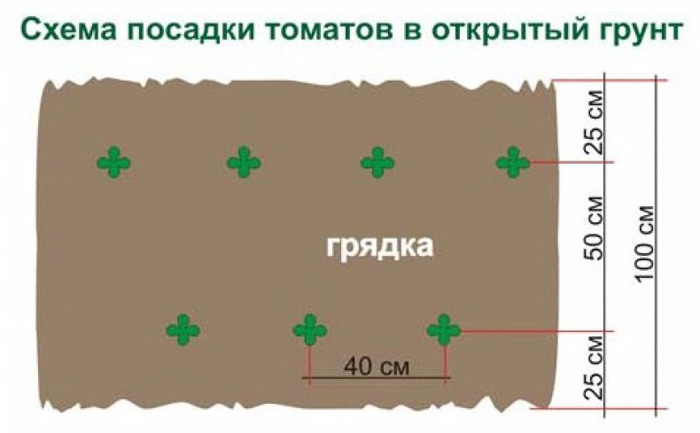 Томат Батяня &mdash; характеристика та опис сорту, фото, відгуки