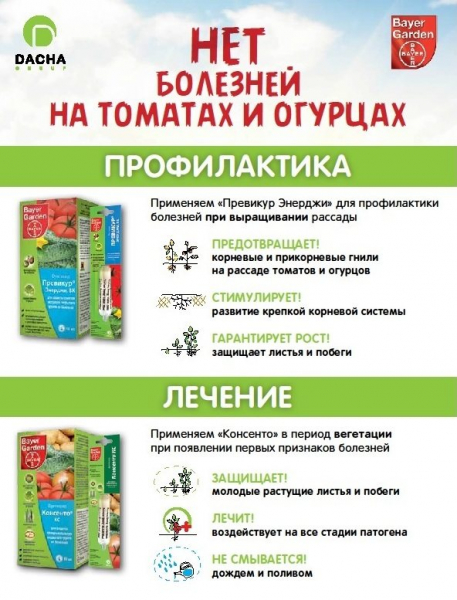 Фунгіцид Превікур Енерджі - інструкція із застосування для 100% ефективності