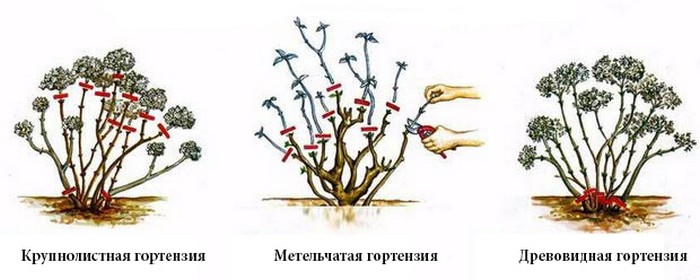 Гортензії навесні: догляд після зими, обрізка, підживлення, обробка, посадка