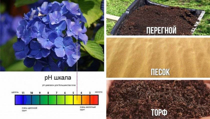 Гортензія волотиста Ванілла Фрайз (55 фото) — опис сорту, посадка та догляд