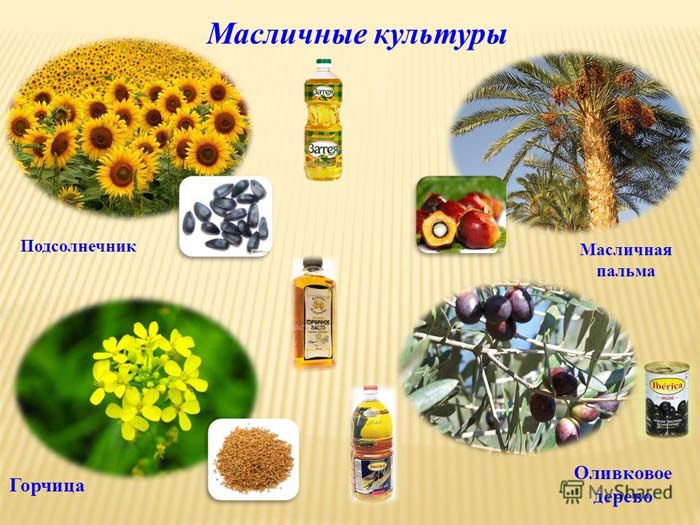 Добриво суперфосфат (40 фото) - що це, склад, інструкція із застосування