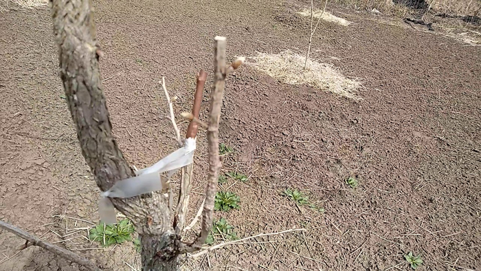 Ліщина деревоподібна (ведмежий горіх) &mdash; опис (45 фото), його переваги, вирощування, посадка та догляд