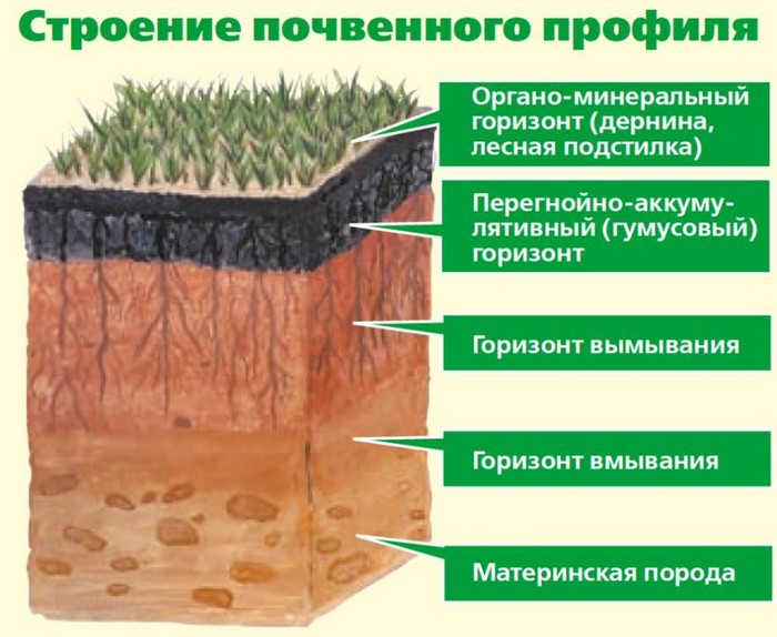 Що таке гумус, його властивості, типи, вміст у ґрунті
