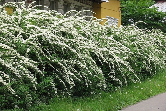 Чубушник (50 фото): опис, сорти та види, догляд для пишного цвітіння