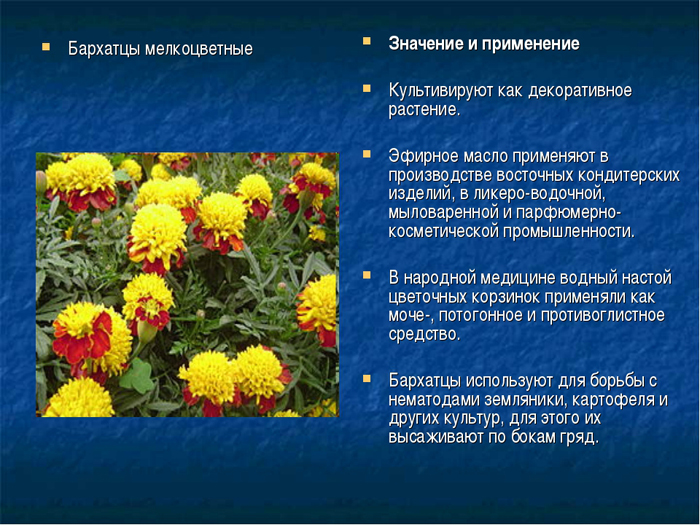 Коли саджати чорнобривці на розсаду в 2024 році: терміни та технологія посадки