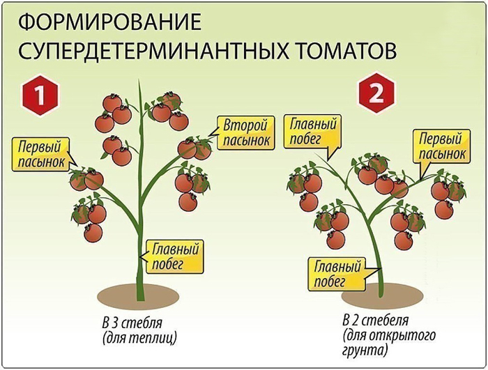 Як пасинкувати помідори в теплиці та відкритому ґрунті (40 фото): покроковий опис, схеми для початківців
