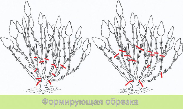 Гортензія волотиста Фрайз Мельба (50 фото) — опис, посадка та догляд