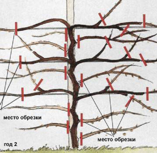 Лимонник китайський (35 фото): все про його вирощування, посадку та догляд