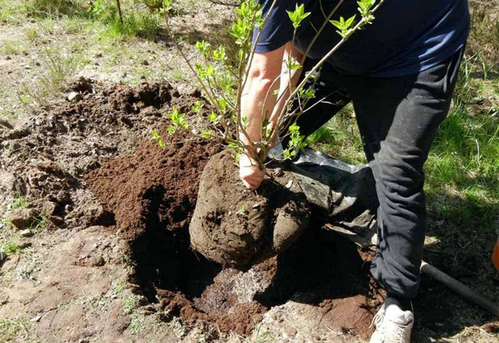 Бузок — опис рослини, сорти та види, посадка та догляд