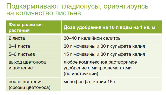 Гладіолуси (155 фото): опис, види та сорти, розмноження, посадка у відкритий ґрунт та догляд