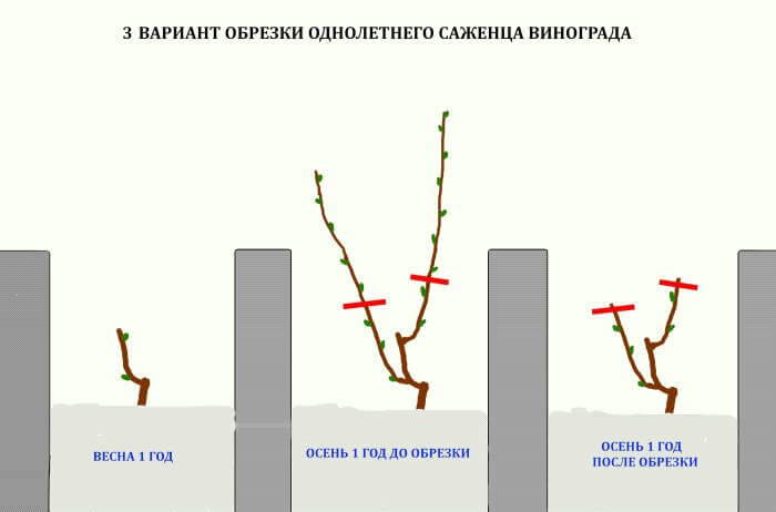 Обрізання винограду в 2024 році: інструкція для початківців – як правильно обрізати виноград