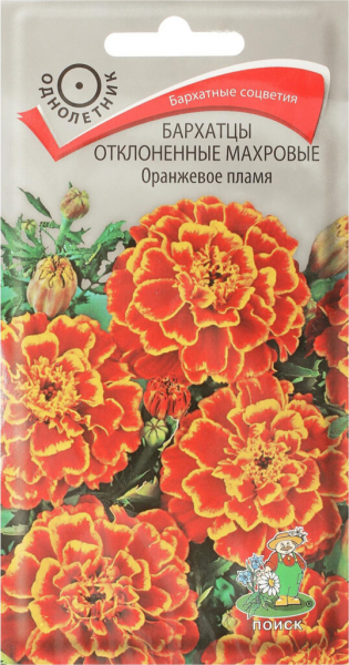 Чорнобривці (70 фото) — сорти, вирощування та догляд за найкориснішою квіткою