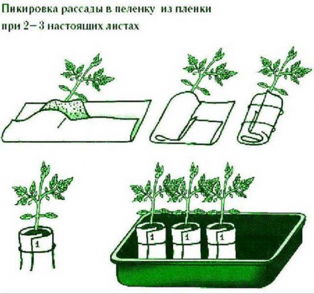 Пікування перцю &ndash; все від А до Я як і коли пікірувати розсаду