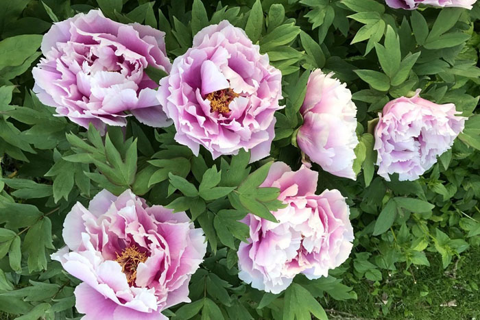 Деревоподібний півонія (50 фото): опис, сорти, посадка та вирощування у відкритому ґрунті