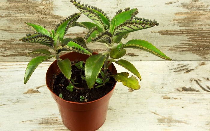 Квітка каланхое (35 фото): правильний догляд за &laquo;домашнім лікарем&raquo;