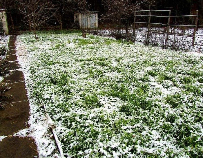 Фацелія як сидерат - опис, коли сіяти та перекопувати