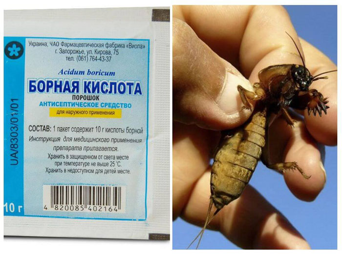 Борна кислота для томатів: як застосовувати для збільшення врожаю