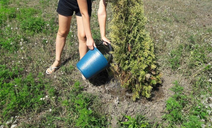 Туя західна &laquo;Брабант&raquo;: опис, посадка у відкритий ґрунт та вирощування