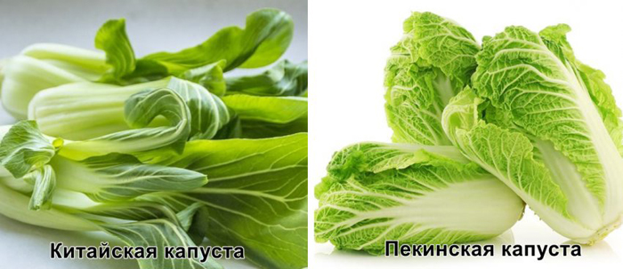 Як виростити пекінську капусту &ndash; поради для 100% багатого врожаю