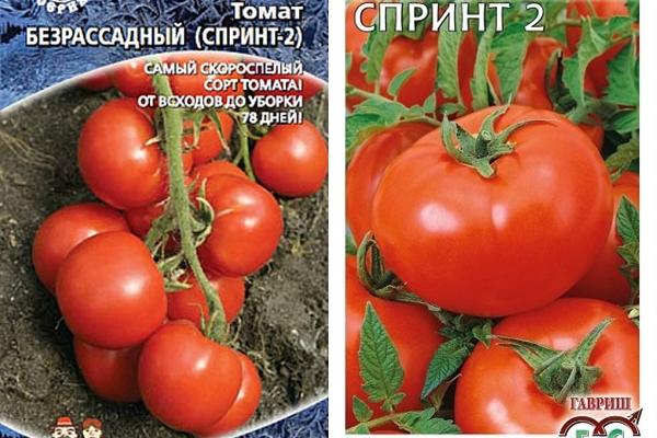 Коли садити томати в Україні у 2024 році