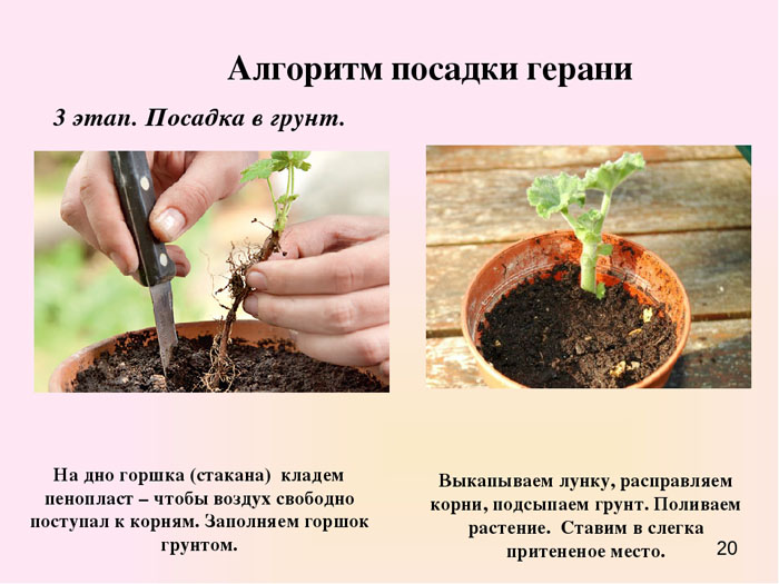 Герань або Пеларгонія (130 фото) — як правильно посадити та доглядати в домашніх умовах