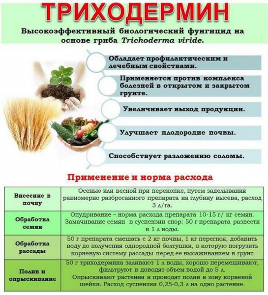 Хробаки в цибулі - як позбутися, чим і як обробити?