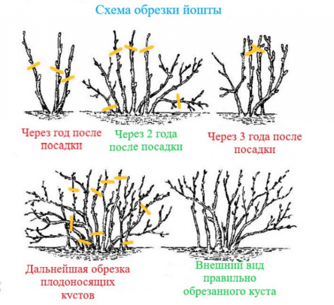 Йошта (40 фото) &mdash; опис, сорти, посадка та догляд, обрізка, розмноження
