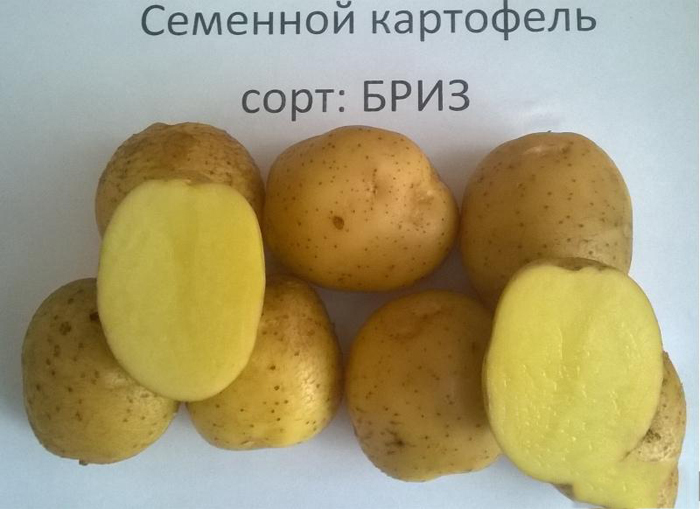 Картопля Бриз (35 фото) &ndash; опис сорту та відгуки
