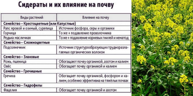 ТОП-13 сидератів для городу &mdash; коли якісь сіяти