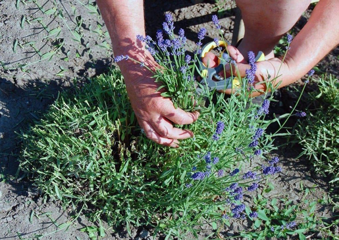 Лаванда (55 фото) — сорти та види, посадка, догляд, обрізка, розмноження