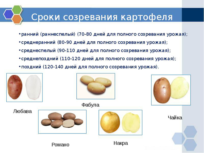 Коли копати картопля 2024 року: терміни та ознаки дозрівання