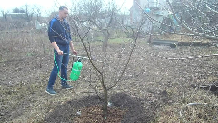 Мідний купорос - інструкція із застосування на городі та саду навесні та восени