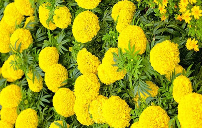 Чорнобривці (70 фото) — сорти, вирощування та догляд за найкориснішою квіткою