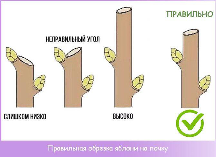 Обрізка яблуні навесні для початківців: коли і як правильно це зробити