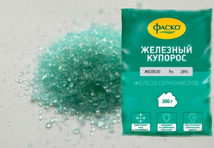 Деревоподібна гортензія (80 фото) &mdash; опис, сорти, догляд
