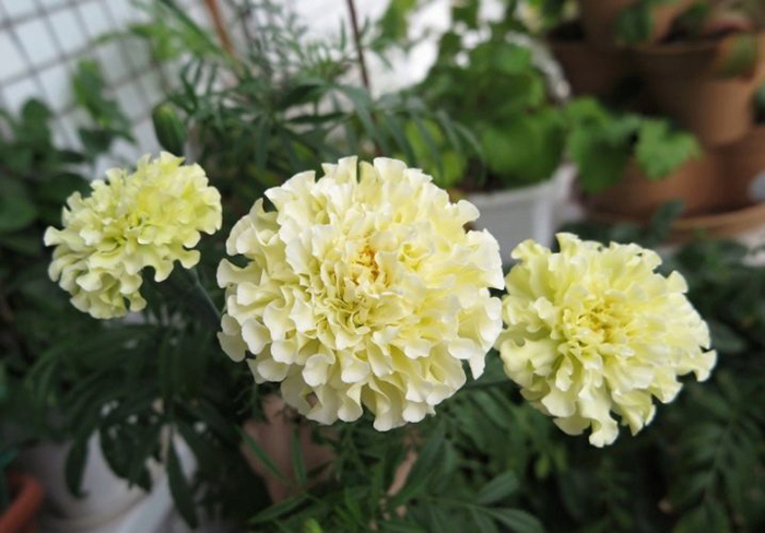 Чорнобривці (70 фото) — сорти, вирощування та догляд за найкориснішою квіткою