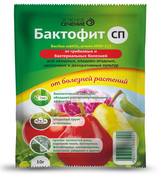 Чорна ніжка на розсаді &ndash; як боротися, чим обробити