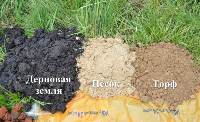 Цинія &ndash; коли і як садити розсаду у 2024 році, вирощування та догляд