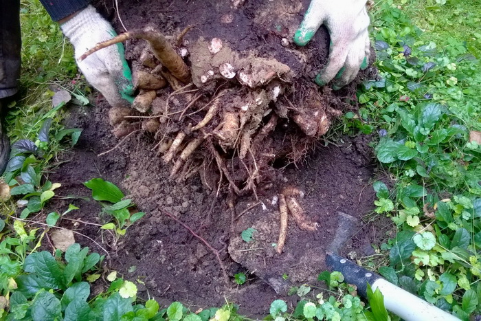 Деревоподібний півонія (50 фото): опис, сорти, посадка та вирощування у відкритому ґрунті