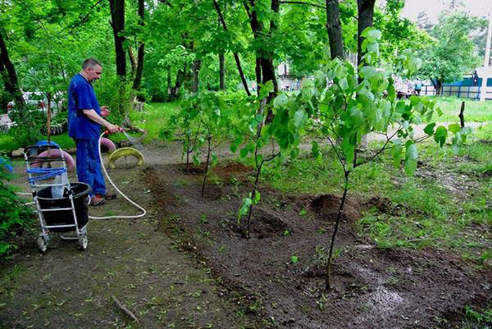 Як правильно посадити і виростити липу