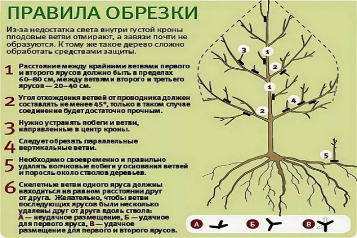Обрізка яблуні навесні для початківців: коли і як правильно це зробити