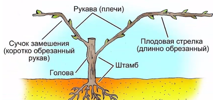 Обрізка винограду восени для початківців з фото – навіщо, коли та як