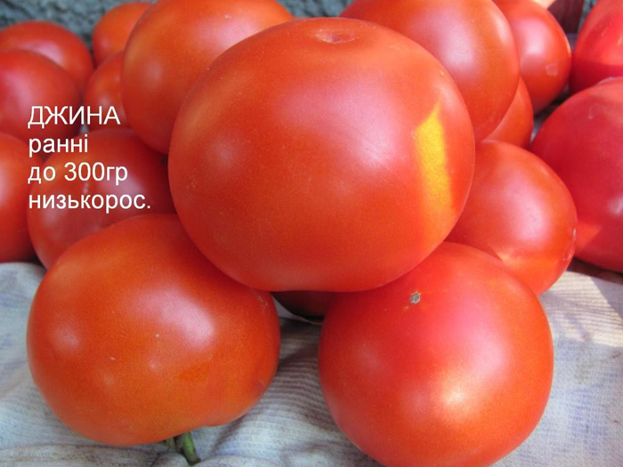 Томат Джина &mdash; характеристика, опис сорту, фото та відгуки