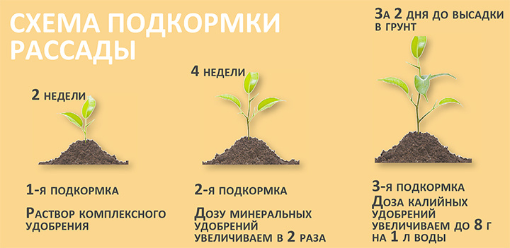 Підживлення розсади: коли та чим удобрювати розсаду для гарного росту