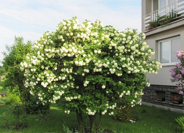 Калина (47 фото): сорти, посадка та догляд