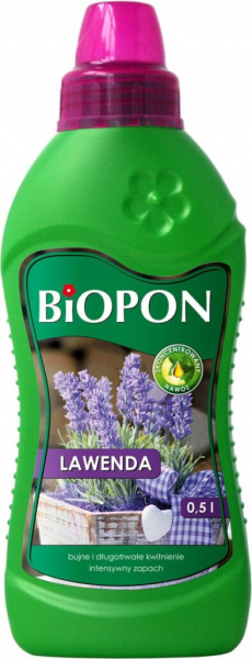 Лаванда (55 фото) — сорти та види, посадка, догляд, обрізка, розмноження