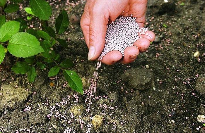 Добриво суперфосфат (40 фото) - що це, склад, інструкція із застосування