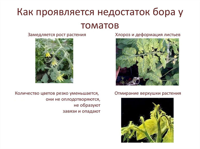 Борна кислота для томатів: як застосовувати для збільшення врожаю