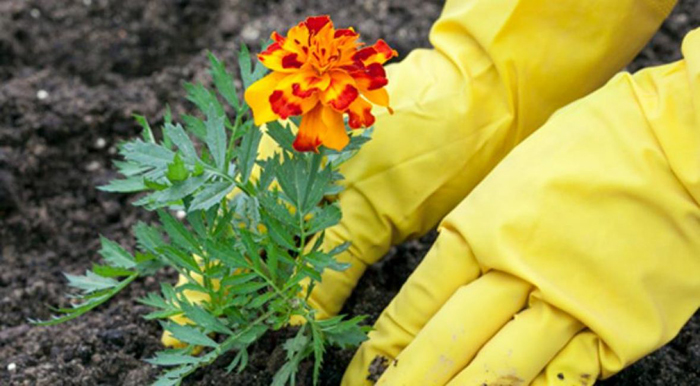 Чорнобривці (70 фото) — сорти, вирощування та догляд за найкориснішою квіткою